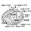 203号 p24左下 脳の図