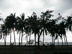 ヤシの木が揺れるマニラの海岸は、美しい夕日で有名。