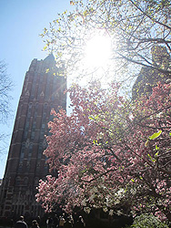 Yale building